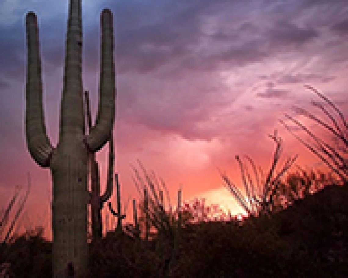 cactus sunset